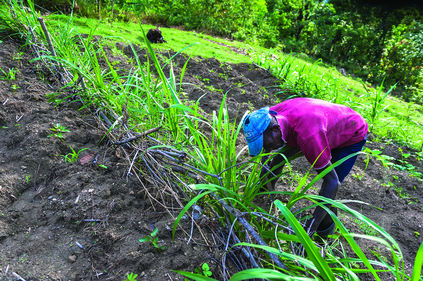Haiti: training smallholders in sustainable techniques