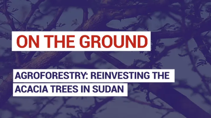 Agroforestry: reinvesting the acacia trees in Sudan