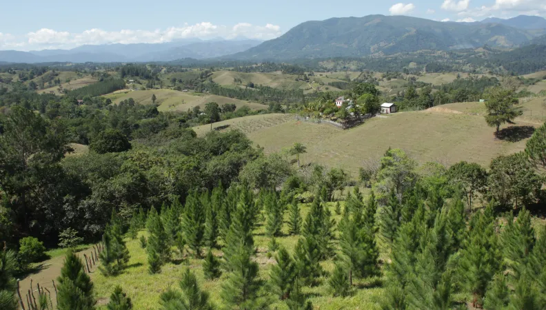 Reboiser la Cordillère centrale - Image -
