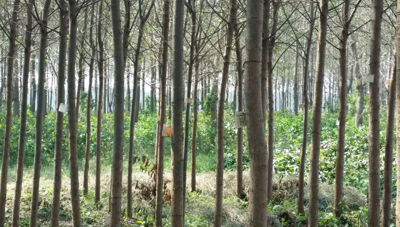 Sustainable forest management, Hunan province, China
