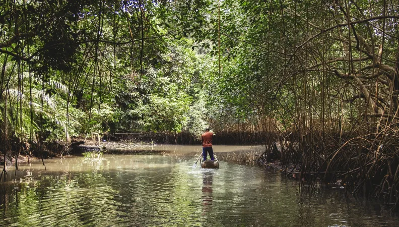 mangrove pirogue