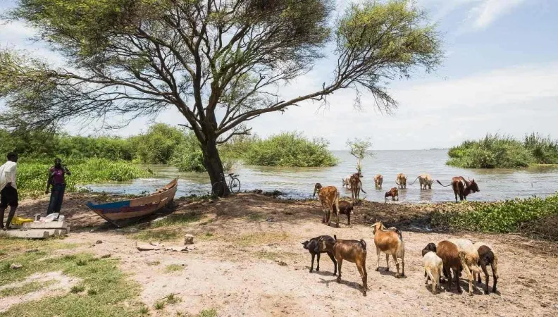 La direction régionale Afrique de l'Est, basée à Nairobi, couvre 11 pays de la région : Burundi, Djibouti, Éthiopie, Érythrée, Kenya, Ouganda, Rwanda, Tanzanie, Somalie, Soudan, Soudan du Sud.