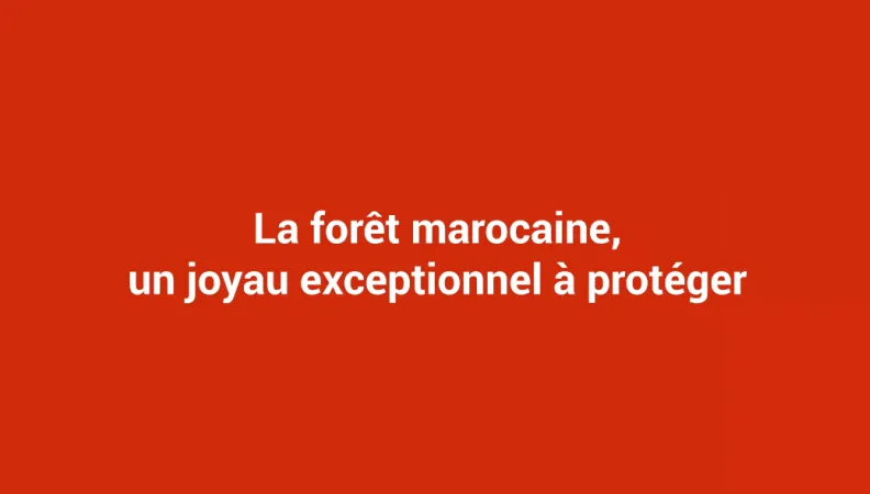 La forêt marocaine, un joyau exceptionnel à protéger