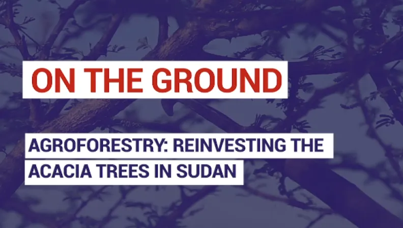 Agroforestry: reinvesting the acacia trees in Sudan