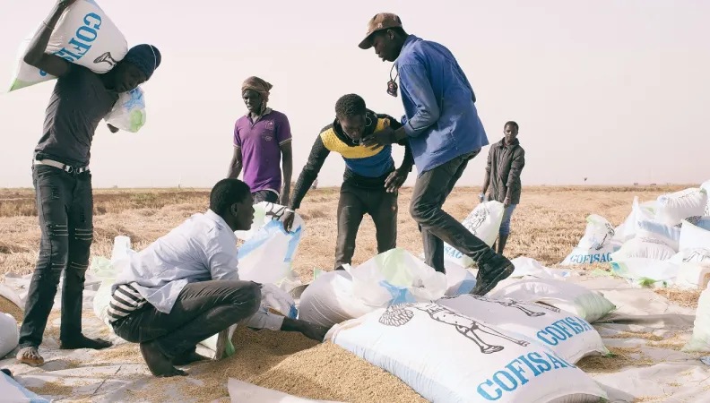 alimentation agriculture Sénégal Afrique riz récolte
