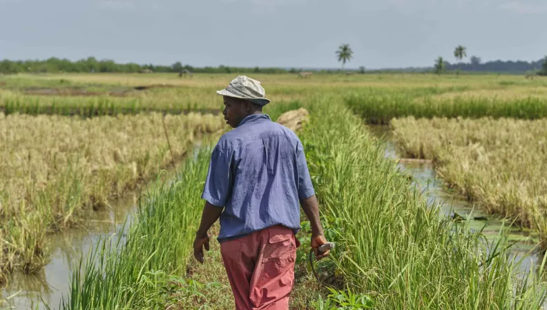 AFD Recherche sur l'Agriculture