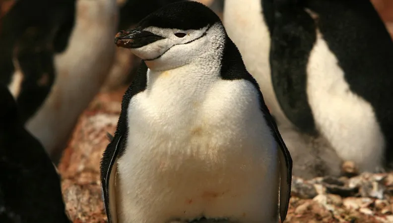Pinguino de barbijo América latina océano y biodiversidad
