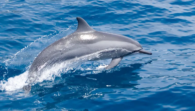 Dauphin dans l'océan