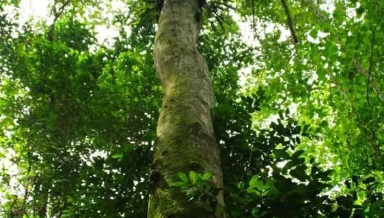 biodiversité