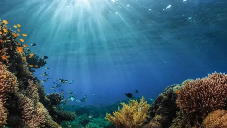 Initiative Kiwa, AFD, biodiversité et adaptation au changement climatique dans le Pacifique
