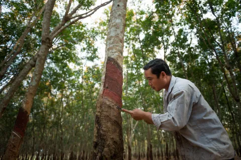 Plantation d'hévéa au Cambodge