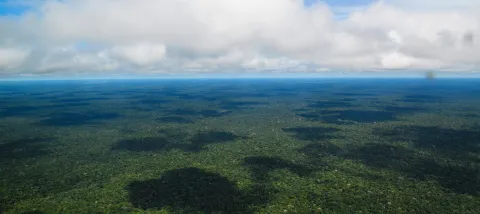 forêt amazonienne Amazonie afd