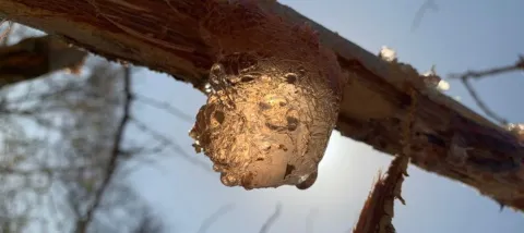 Sudan is the world’s largest producer and exporter of raw gum Arabic