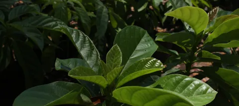 L'AFD, le FFEM et le CBF franchissent une étape importante pour soutenir la biodiversité dans les Caraïbes